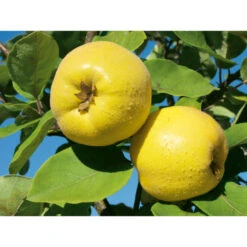 Weleda Neusspray Gencydo 5 Weleda Neusspray Gencydo -Gezondheidszorg Leveringen 761884 3