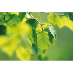 Weleda Berken Extract Bio -Gezondheidszorg Leveringen 995765 4